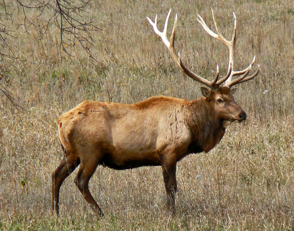 Picture of an Elk.